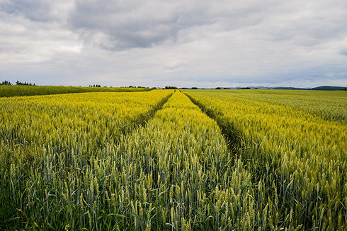beautiful-shot-field-near-road-germany (1).jpg