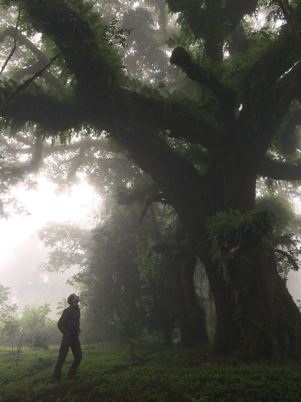 Pim in the Harenna Forest, Ethiopia