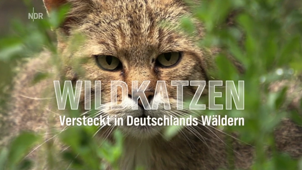 WILDKATZEN - WILDCATS