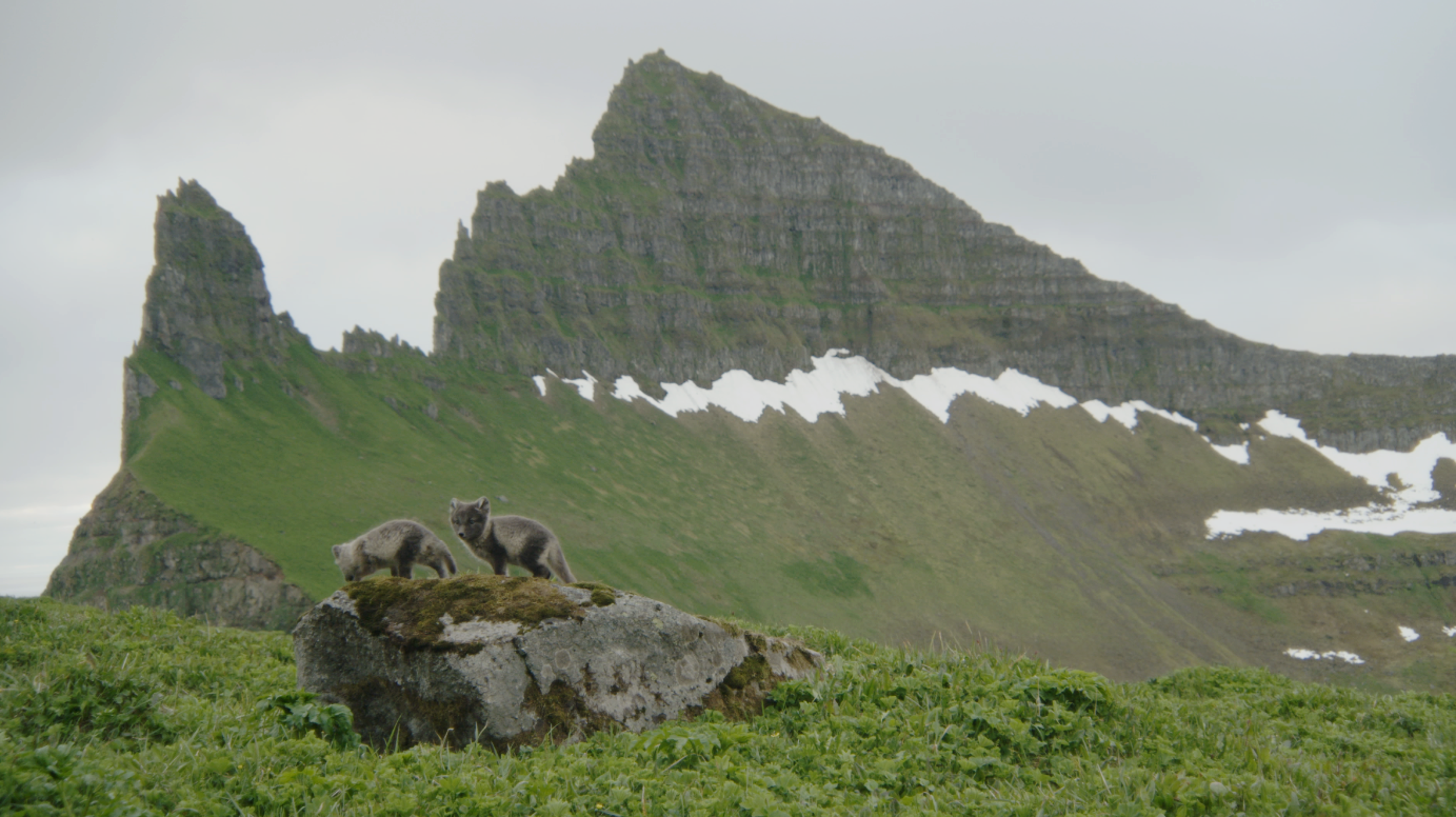 WILD ICELAND