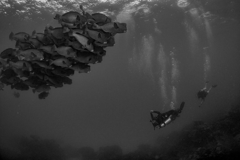 Reefy 13.07.24 630-250 2.JPEG