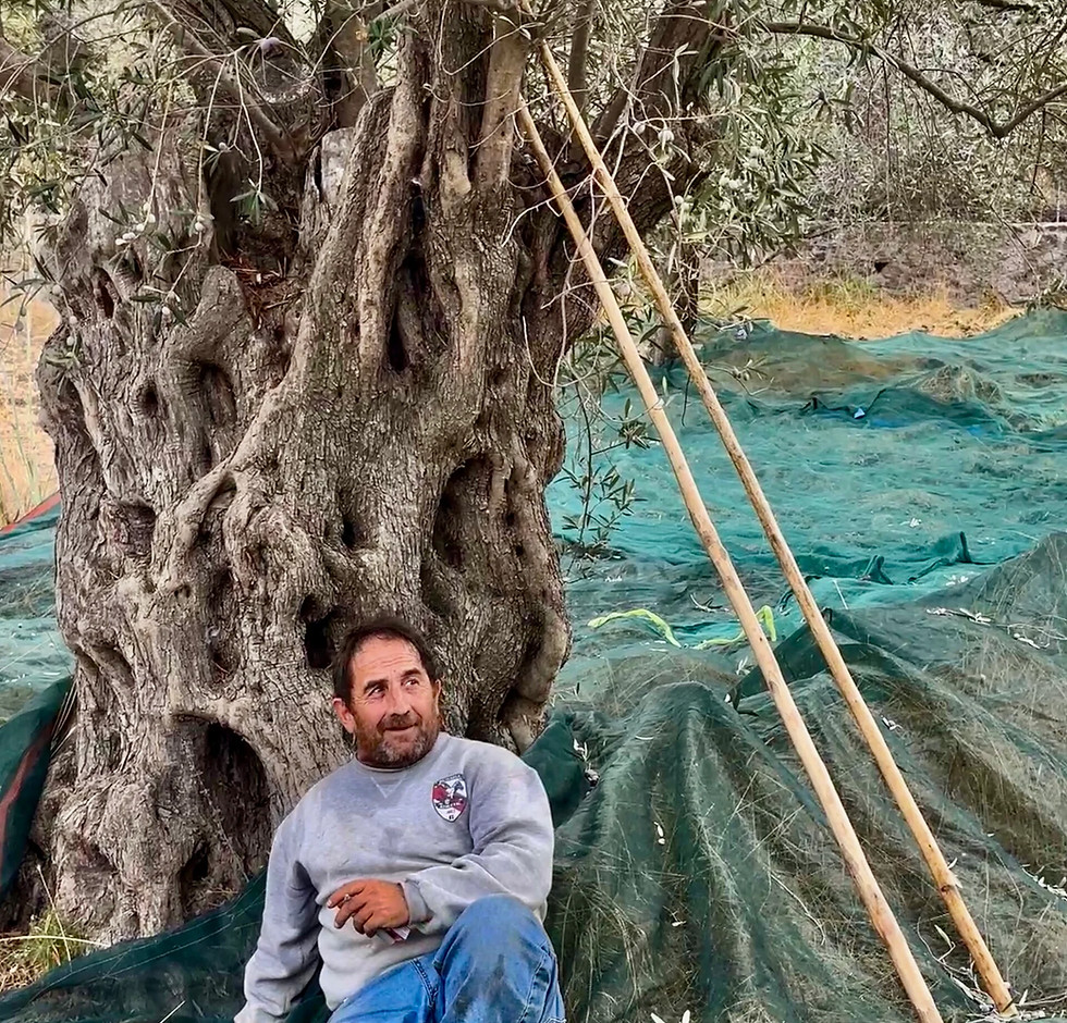 Mann bei einer Pause während der Olivenernte auf Lesbos