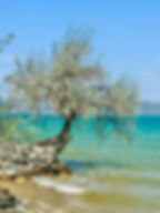 Olivenbaum an der Küste, Olivenöl Lesbos Impressionen
