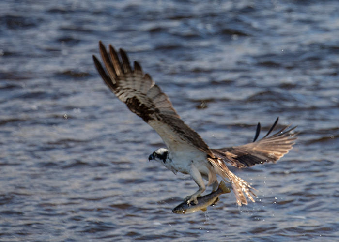 5577 Osprey