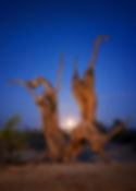 6165 Dancing in the Moonlight