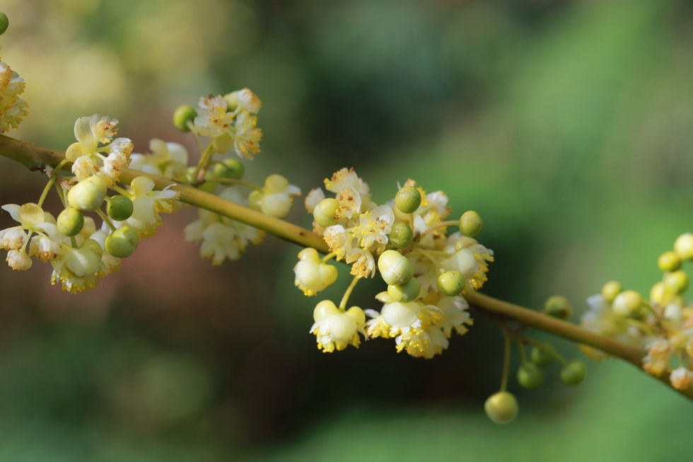 Zarte, hellgelbe Blüten an einem Zweig; zierliche Schönheit der Natur