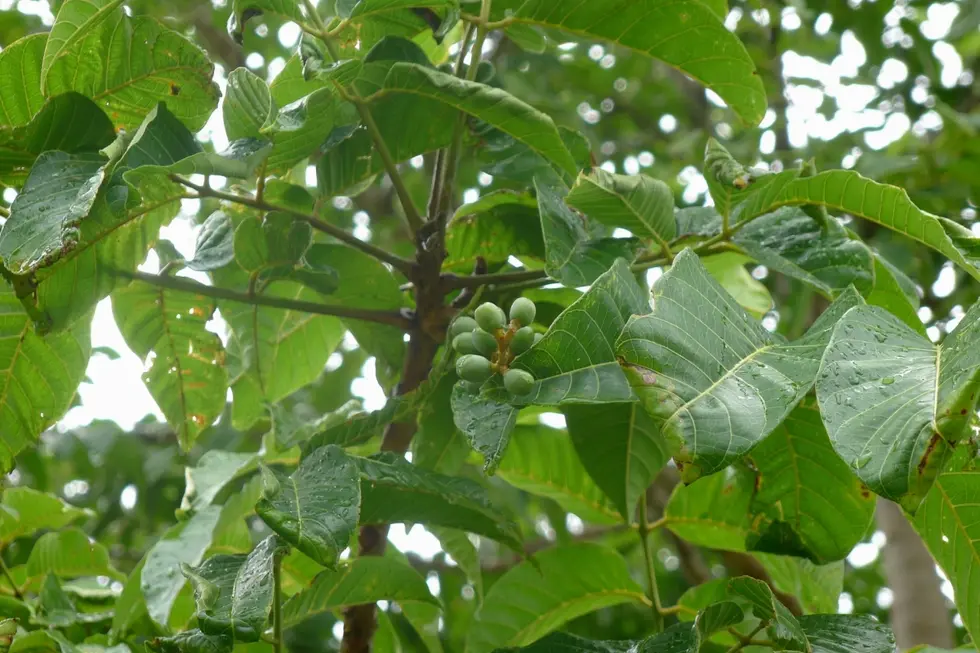 Grüne Früchte an einem Baum mit großen Blättern