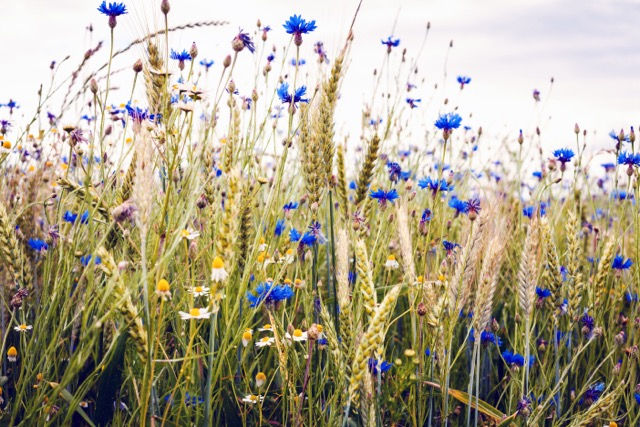 Blühendes Kornfeld mit Kornblumen und Kamillen: ein malerischer Anblick