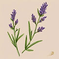 single lavender sprig, simple.jpg