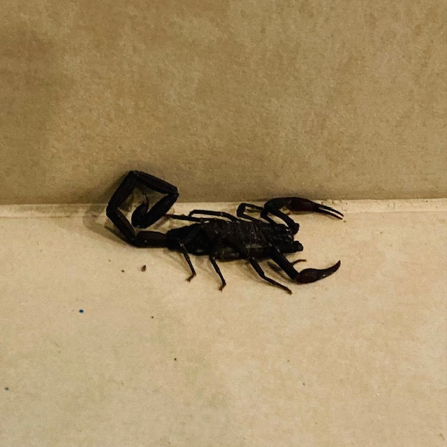 scorpion
