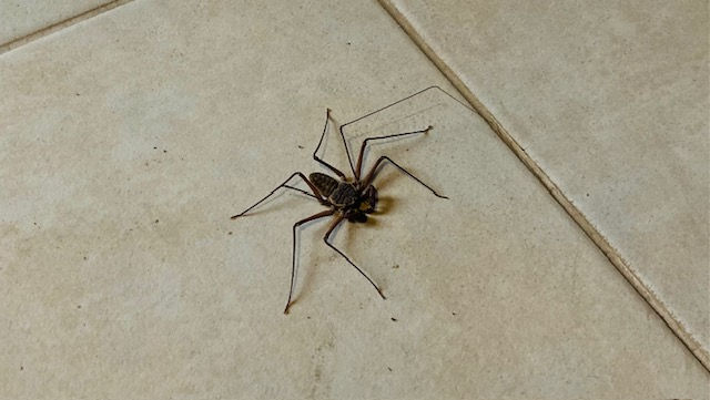 tailless whip scorpion
