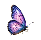 butterfly_edited.png
