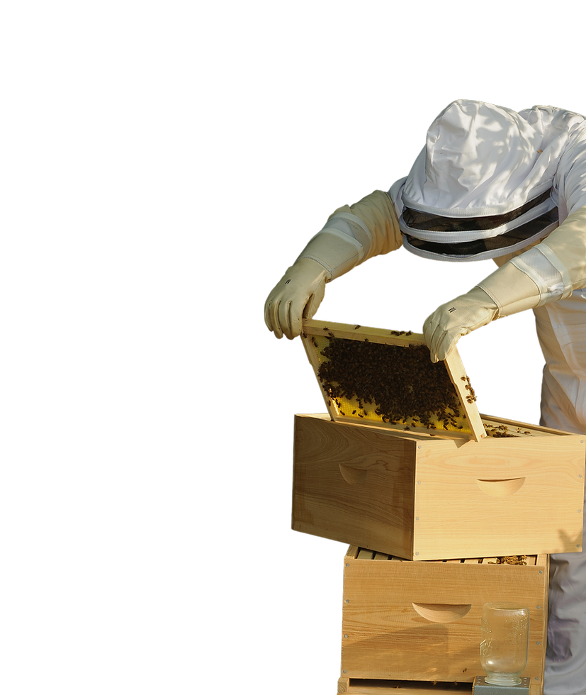 Untitled design (25).png