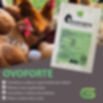 Ovoforte