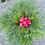 Thumbnail: Wrapped in Red Medium Grave Blanket