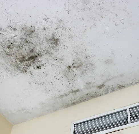 Mold Inspection Henderson