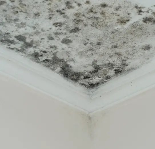 mold testing colorado springs