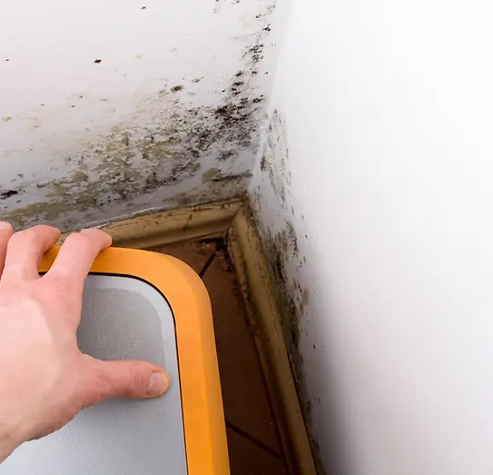 Mold Inspection Phoenix