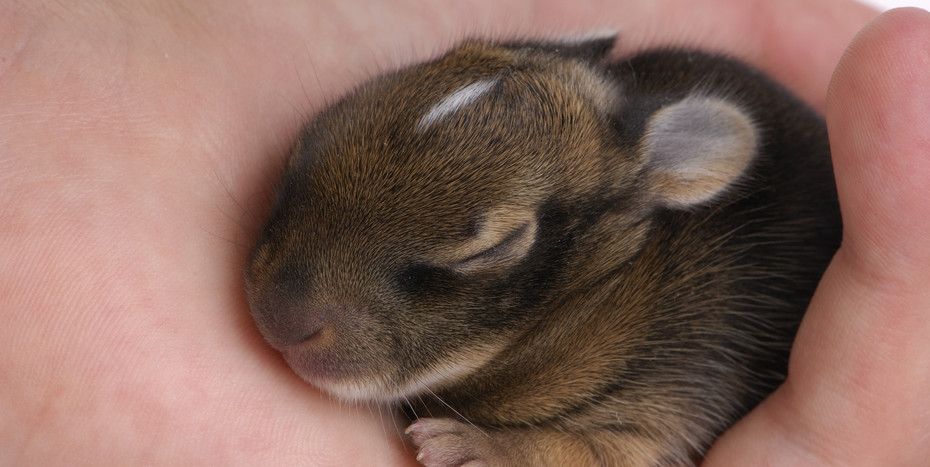 Wild Rabbit Isolation Wildlife Rehabber | Cottontail Cottage Wildlife Rehab | New York