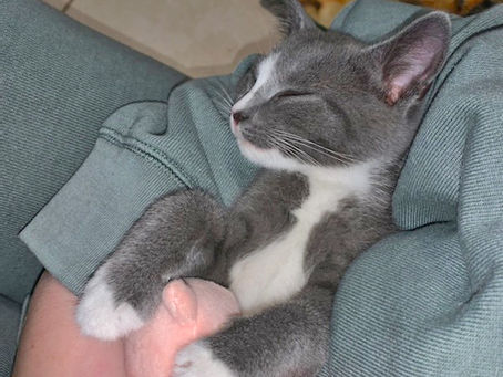 Cat Nap