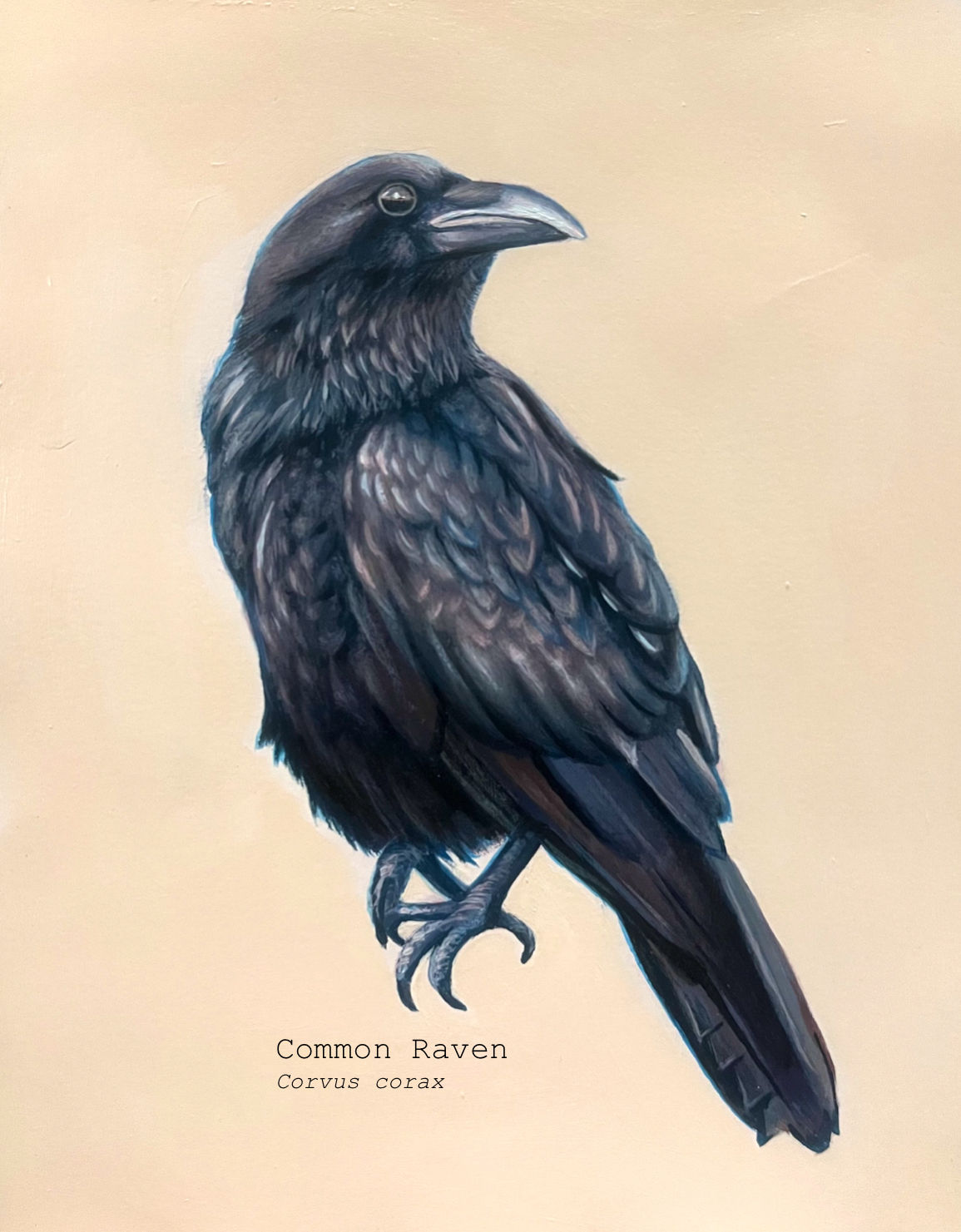 “Raven”, Matted 8”x10” Print