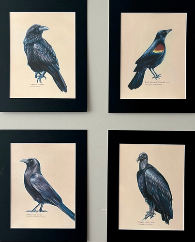 Crow”, Matted 8”x10” print | 2000 Degrees