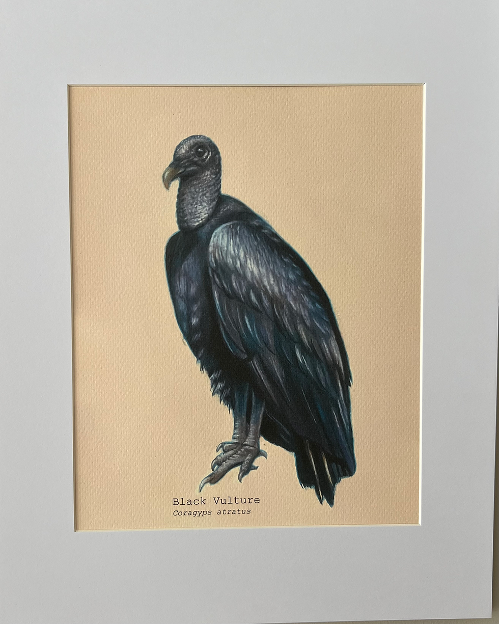 Thumbnail: “Black Vulture”, Matted 8”x10” Print 
