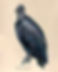 “Black Vulture”, Matted 8”x10” Print