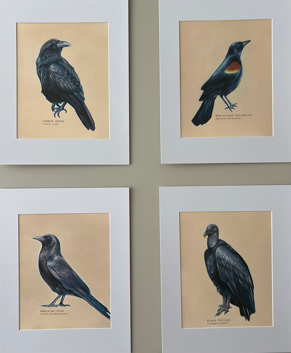 Thumbnail: “Red-Winged Blackbird”, Matted 8”x10” Print 