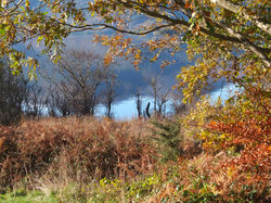 Autumn Glory