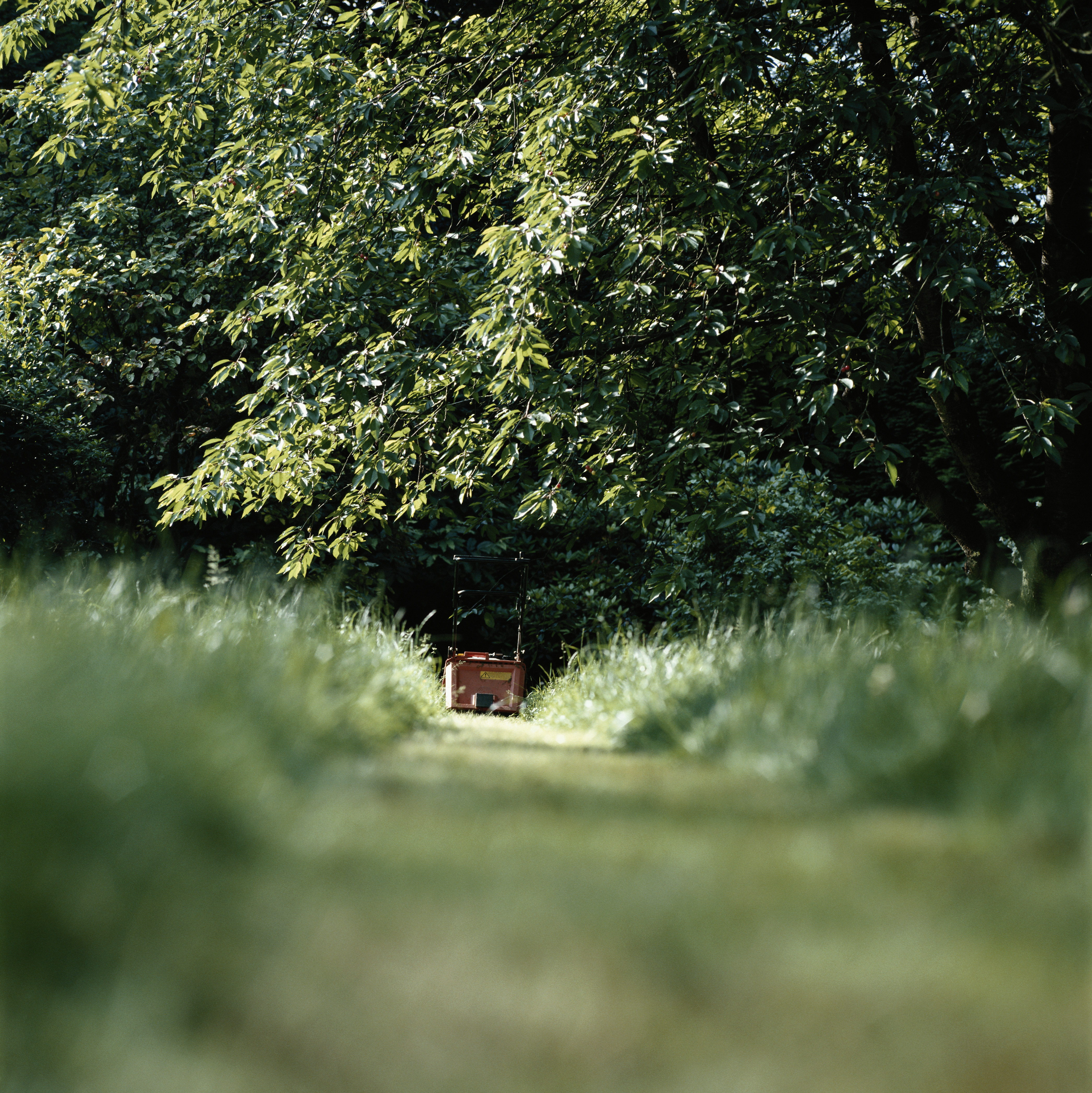 Rojas Lawn Maintenance work 2