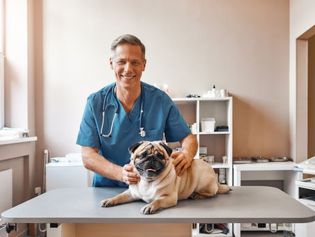 How Veterinary Technology Is Transforming Modern Animal Healthcare