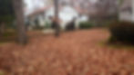 Leaves in Bel Air