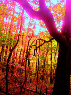 Forest alive