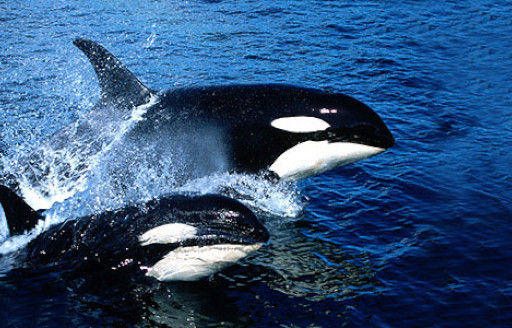 Balina izlerken Yeni Zelanda'da görülen Orcas
