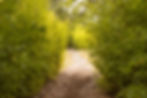 pathway.jpg