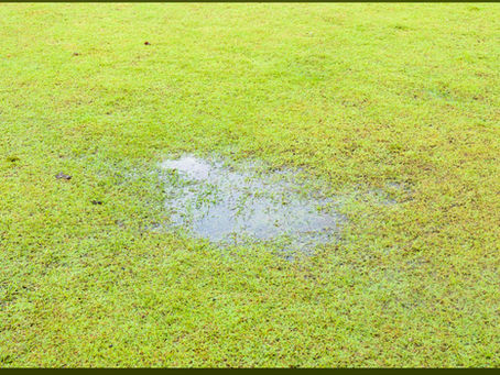What Storms Reveal About the Hidden Health of Your Lawn