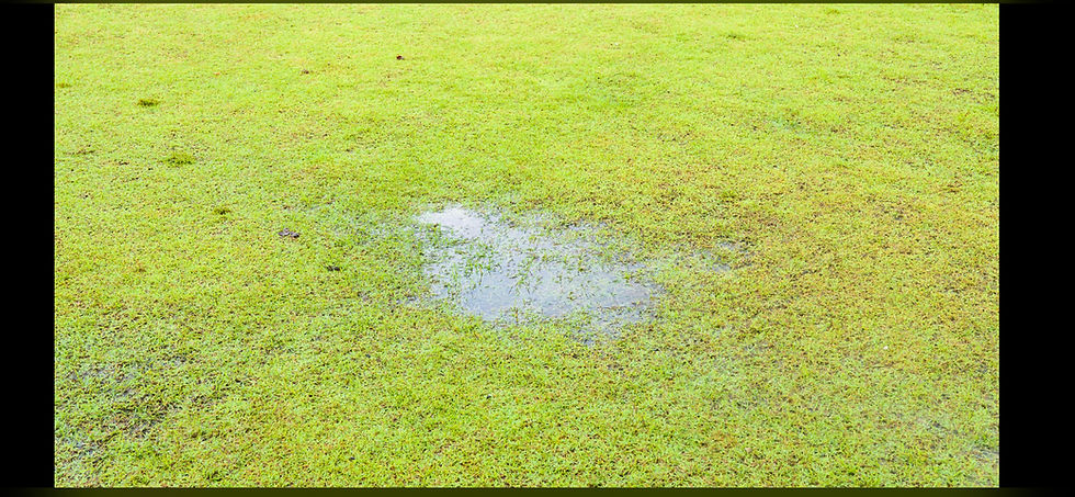 What Storms Reveal About the Hidden Health of Your Lawn