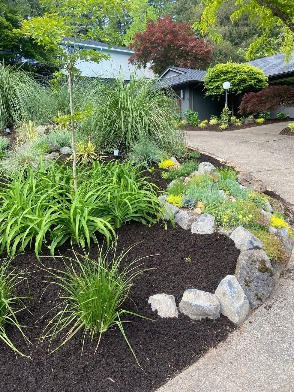 desert, xeriscape, low water, drought tolerant, rock garden, landscape design, berm, cactus, garden