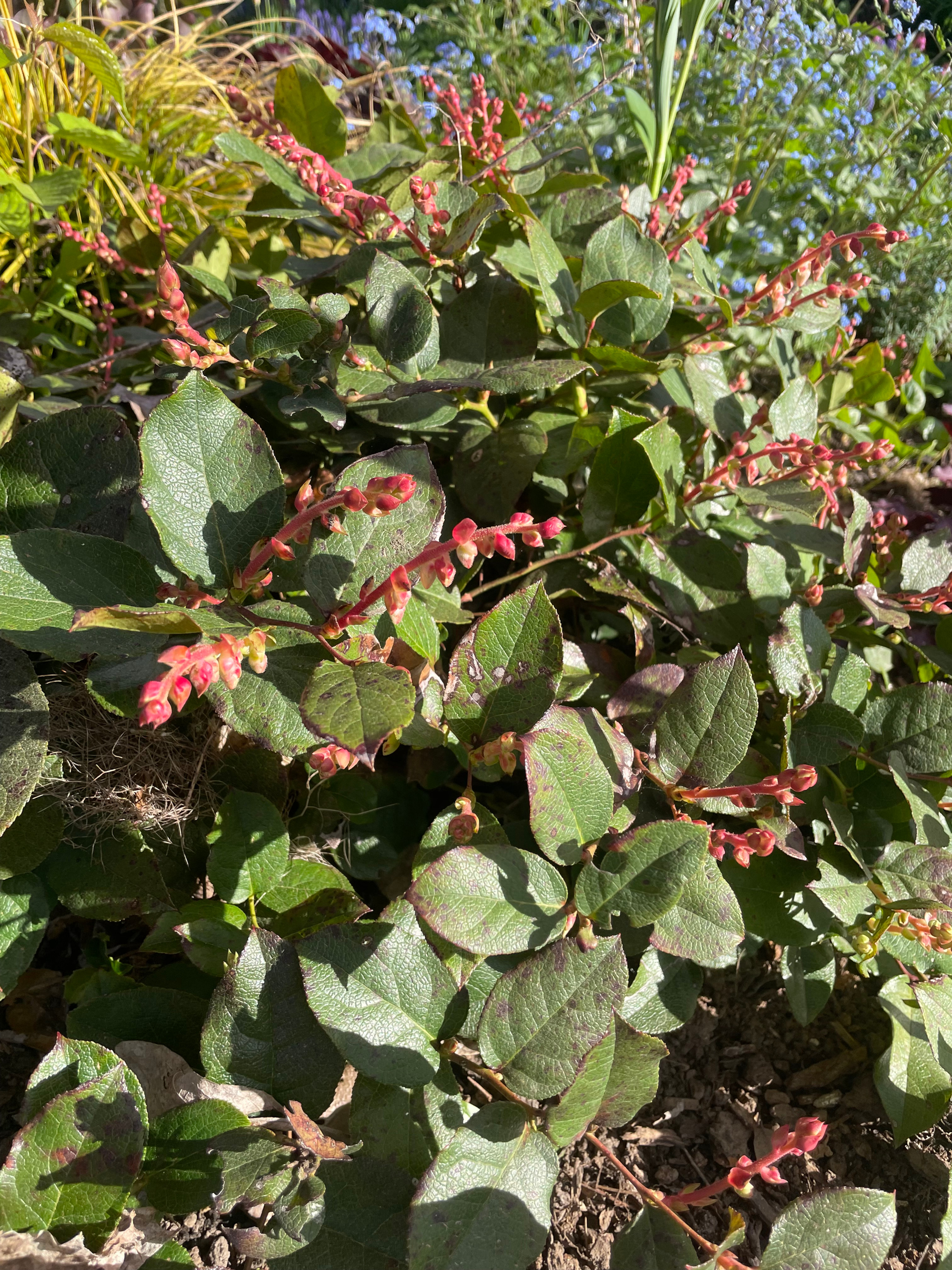 Gaultheria shallon