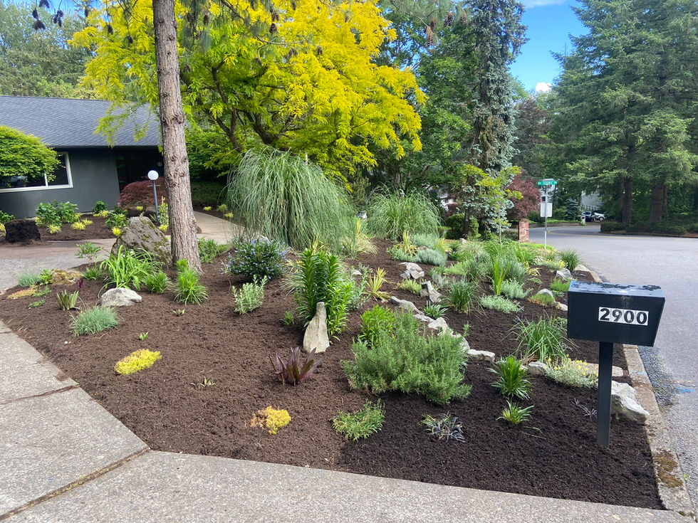 desert, xeriscape, low water, drought tolerant, rock garden, landscape design, berm, cactus, garden