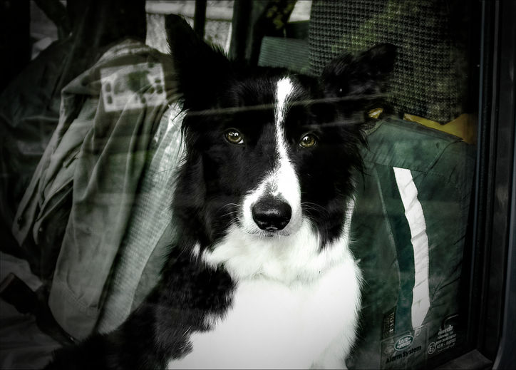 Black and white dog looking intently through a window