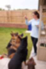 Woman training dogs with treats in a backyard