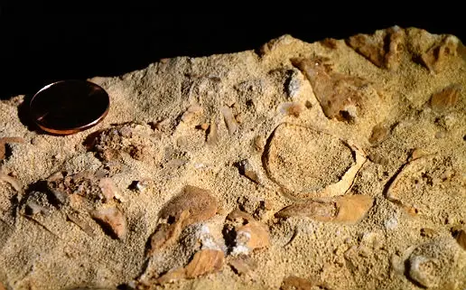 Close-up of a sandy rock with embedded fossils and a copper coin at left against a black background.