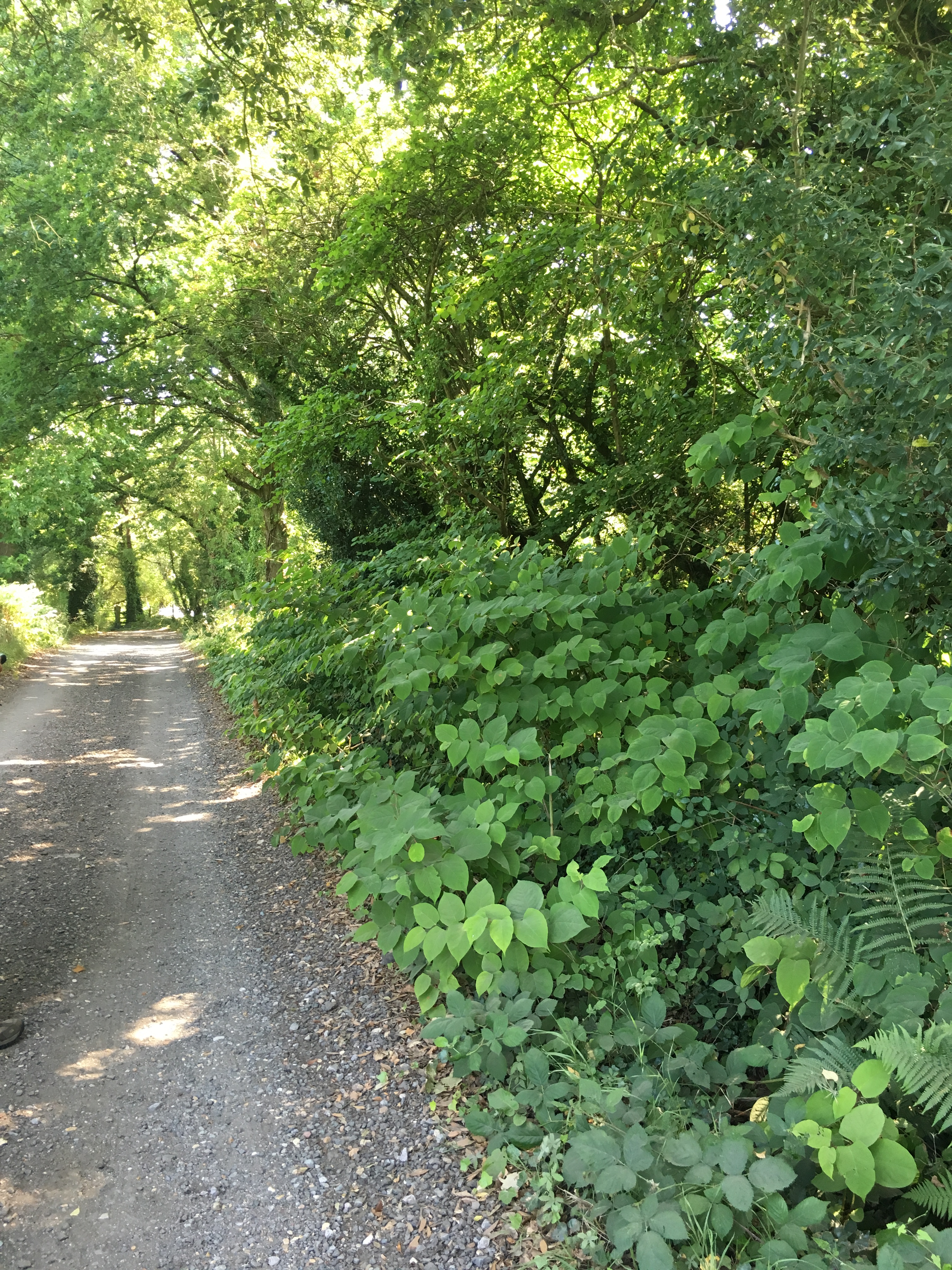 Japanese Knotweed now deemed that encroachment by the species is