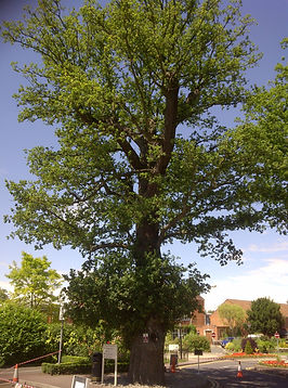 Tree in Runnymede