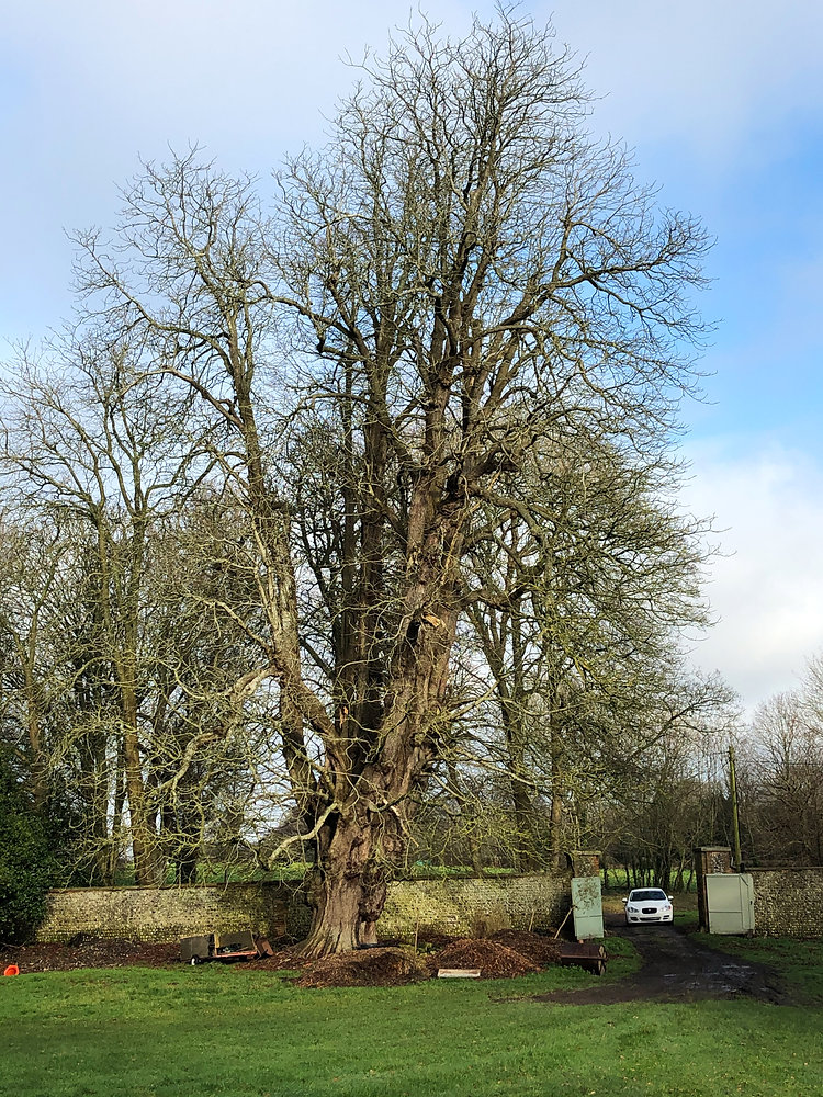 Vetarising Tree What is a veteran tree?