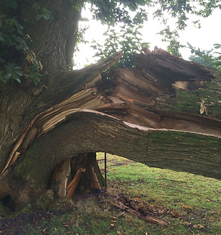 Tree with a limb failure