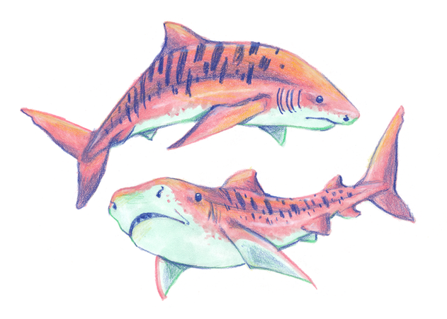 tiger sharks, traditional drawing