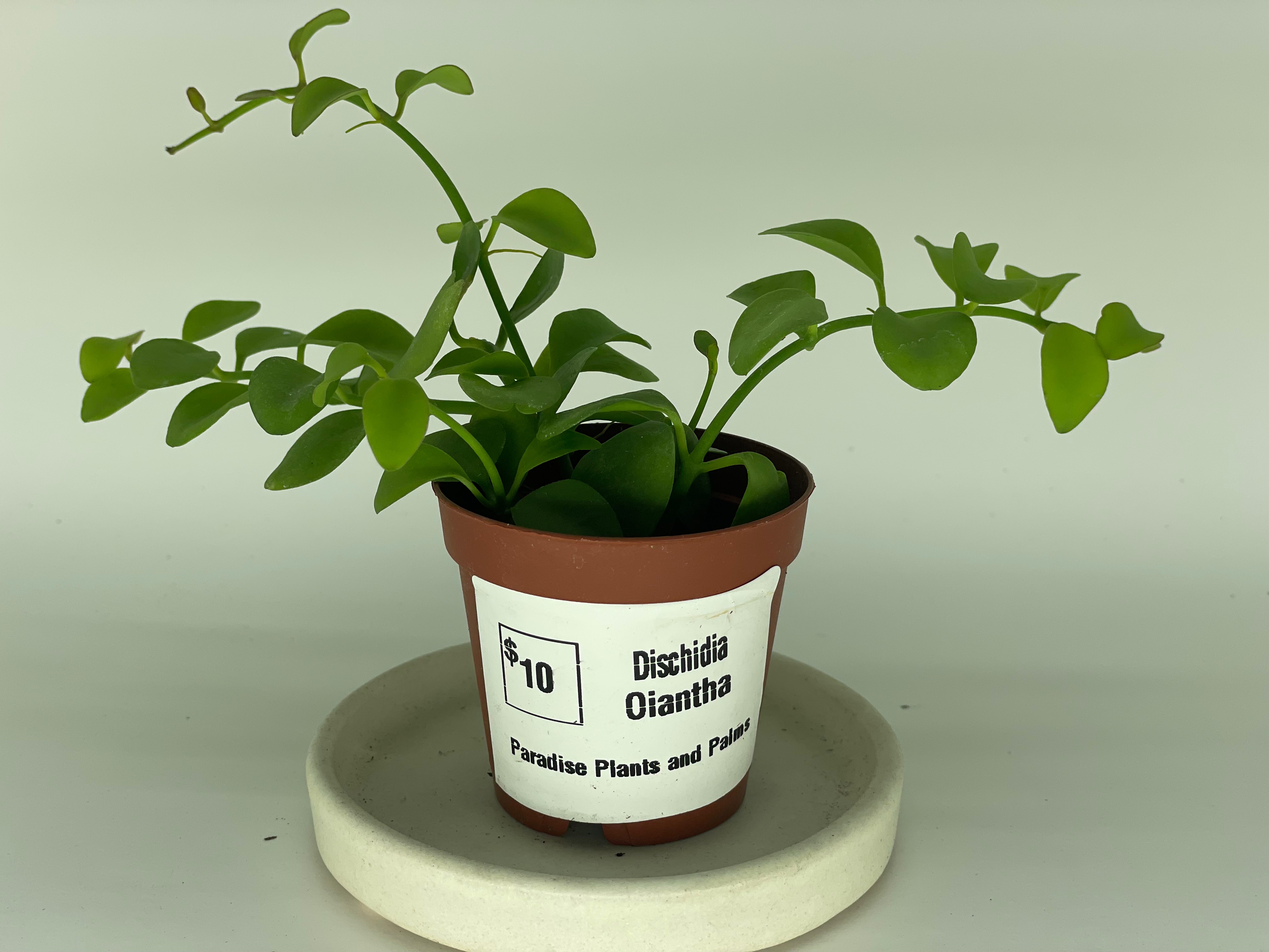 2.5 inch Dischidia Olantha